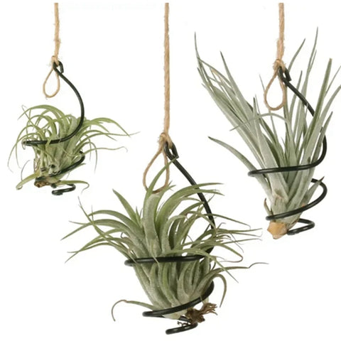 Air Pineapple Hook Iron Hanging Flower Pot Stand Display Hanger 1 Set