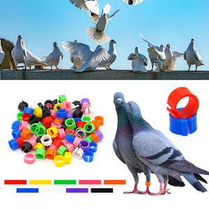 100-Pack 8mm Colored Bird Leg ID Bands for Pigeons Parrots