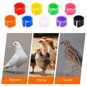 100-Pack 8mm Colored Bird Leg ID Bands for Pigeons Parrots