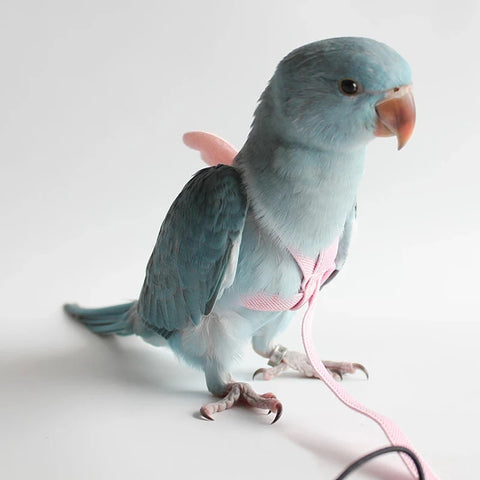 Bird Harness Leash Suit for Parrot Macaw Budgie Cockatiel Outdoor Flight Training Supplies