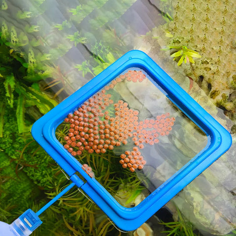 Fish Feeder Rings - Square & Round Aquarium Feeding Rings with Suction Cups