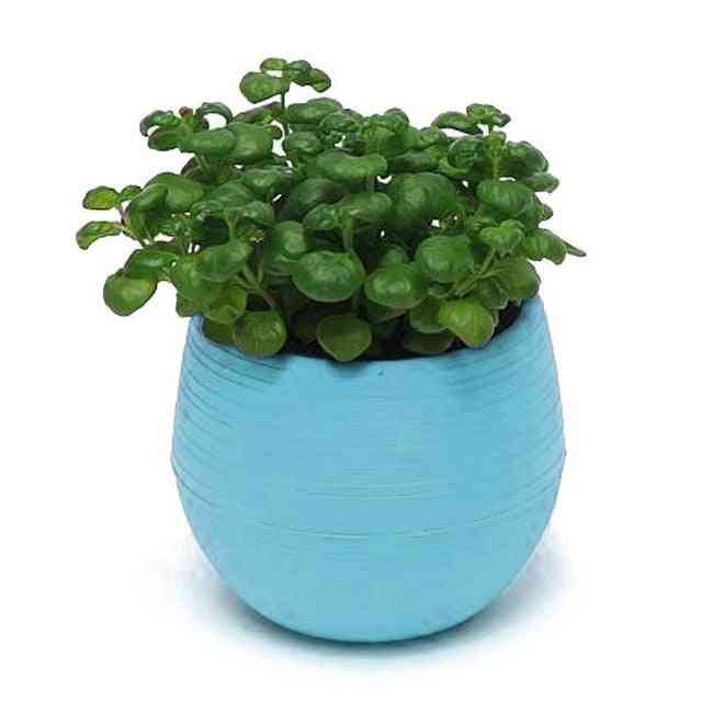 Mini Colourful Round Plastic Plant Flower Pot - Garden Home, Office Decor, Planter Desktop Flower Pots