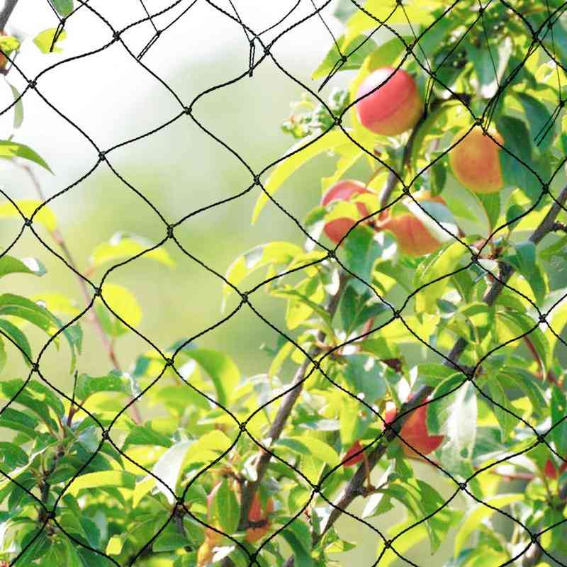 L'allocazione del giardino con rete antiuccello extra forte non si aggroviglia e riutilizzabile per una protezione duratura contro gli uccelli cervi