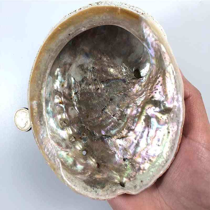 Natural Abalone Shells Diy Soap Holder - Seashell Aquarium Landscape Home Decor