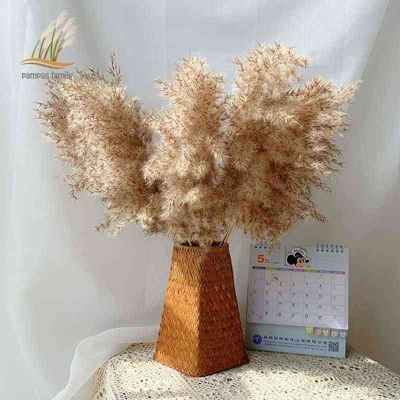 Pampas Grass Dried Feather Flowers Bunch, Plants For Home