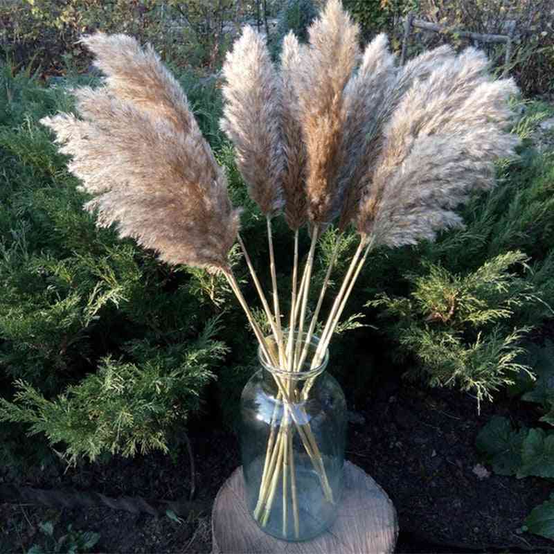 Real Dried Pampas Grass Decor Wedding Flower Bunch - Natural Plants Decor
