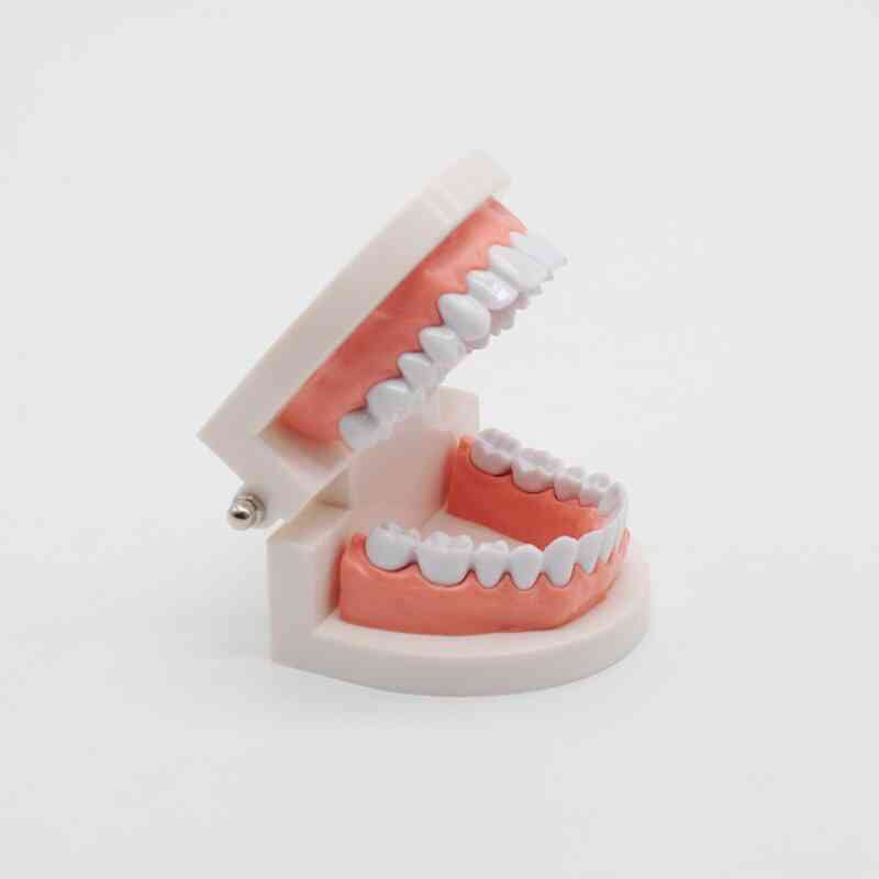 Study Typodont Demonstration Tool For Dentist Teaching