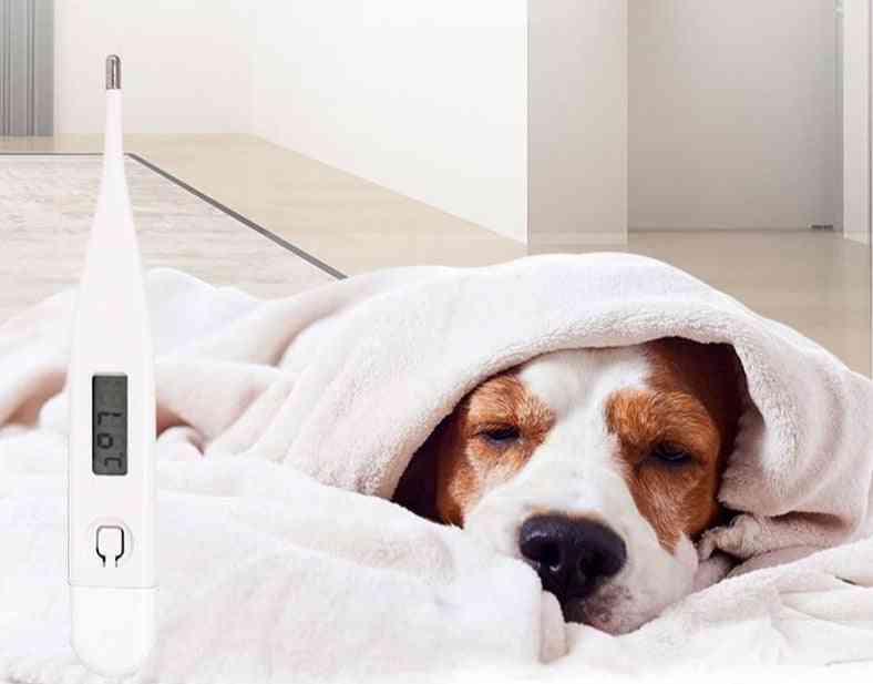 Led Digital Thermometer For Pets-humanized Design