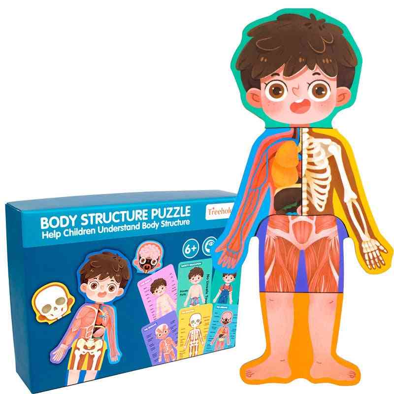 Puzzle cognitivo in legno della struttura del corpo umano, giocattolo biologico per bambini - ragazzo