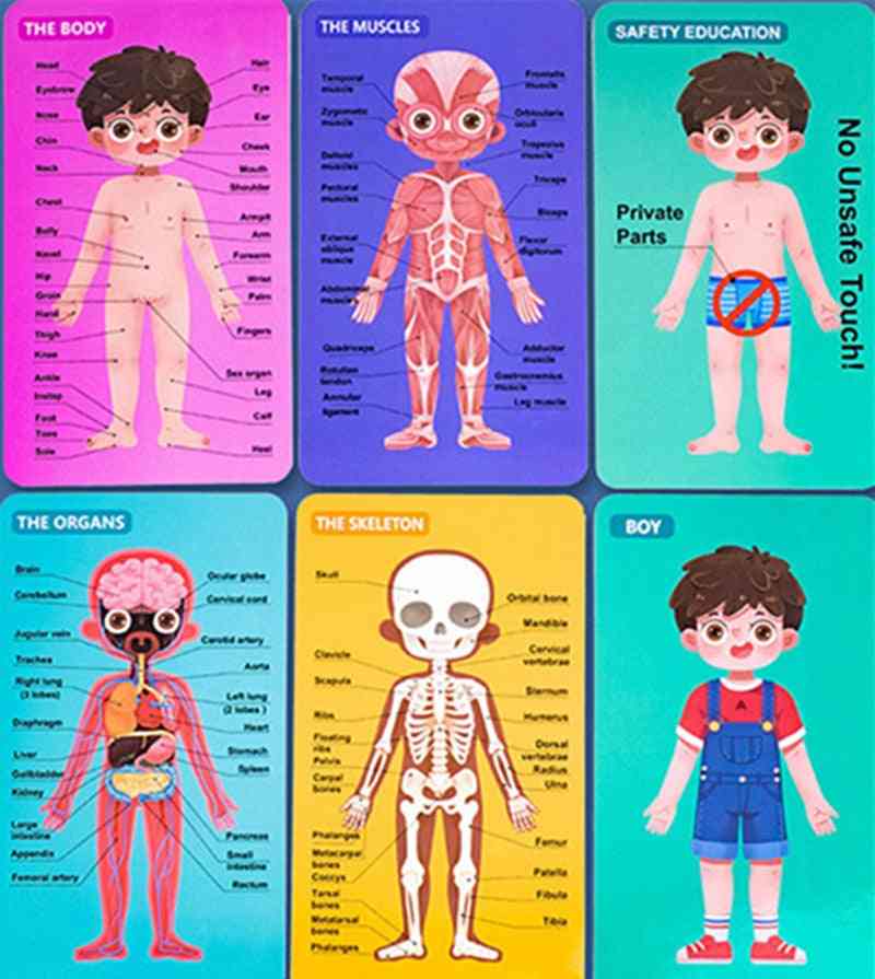 Budowa ciała ludzkiego poznawcze drewniane puzzle, biologiczna zabawka dla dzieci - chłopiec