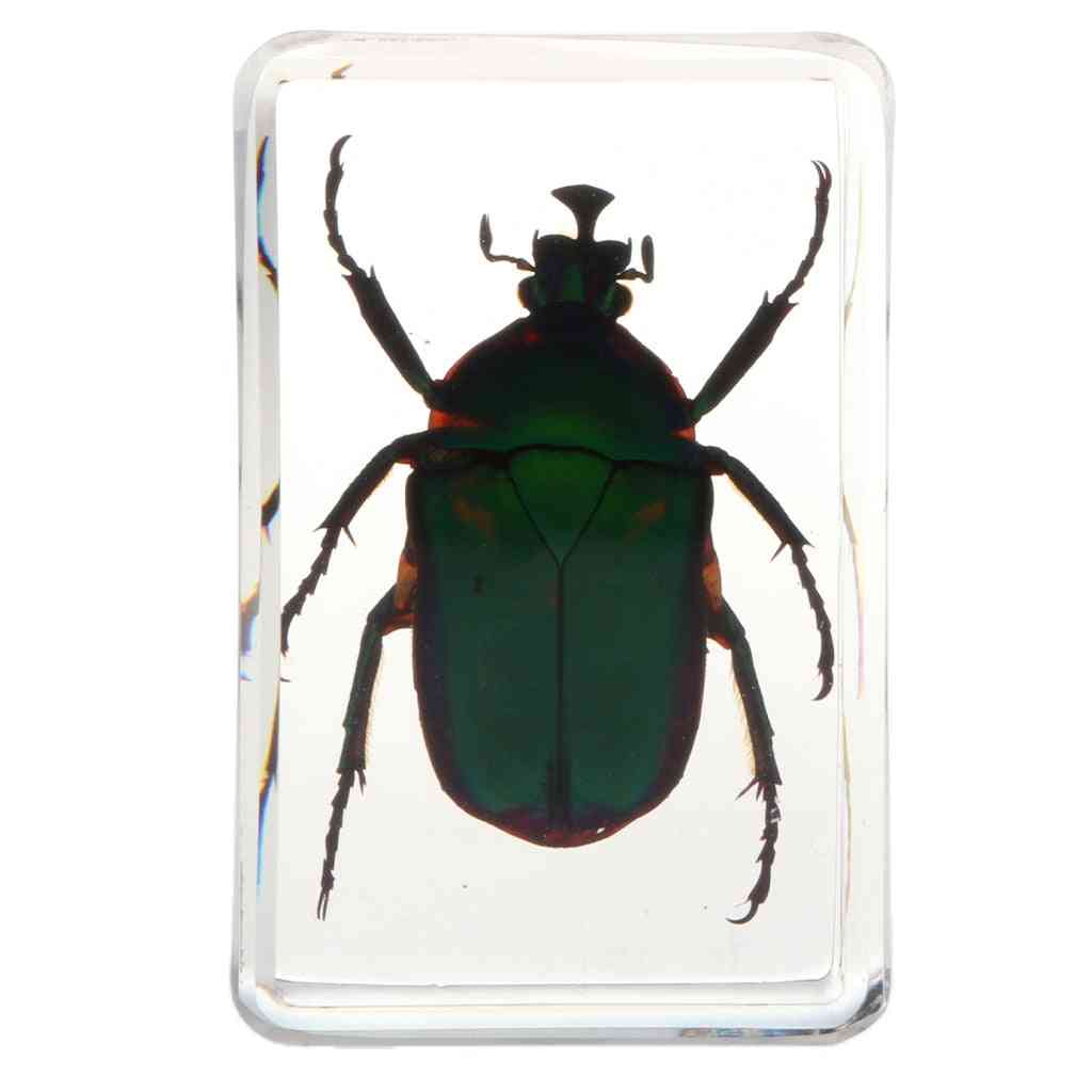 Skutočný exemplár hmyzu školské vzdelávacie učebné pomôcky - zelený scarabaeus