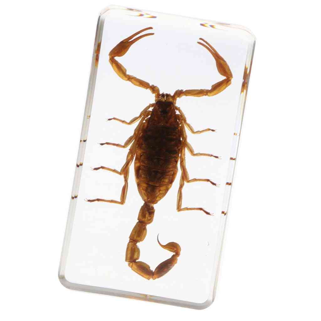 Prawdziwy okaz owada szkoła nauczanie edukacyjne próbka żywicy - żółty skorpion -