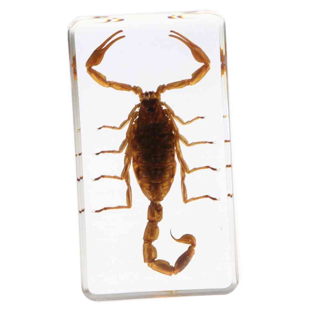 Espécimen de insecto real muestra de resina de enseñanza educativa escolar - escorpión amarillo -