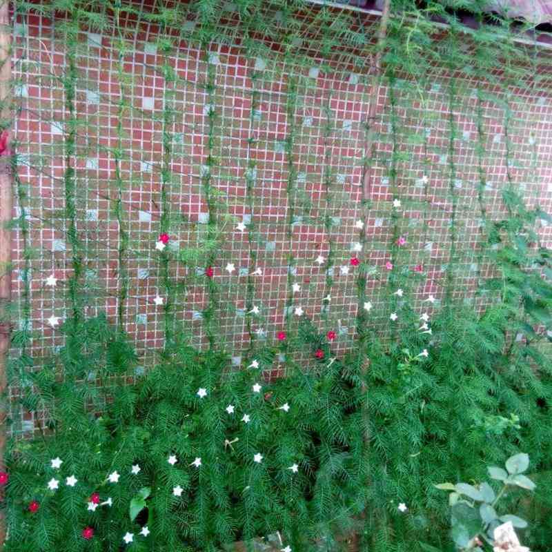 Estructura de escalada de crecimiento de plantas de red de nailon, cerca de jardín, red, herramientas para vegetales - 1.8x1.8 m
