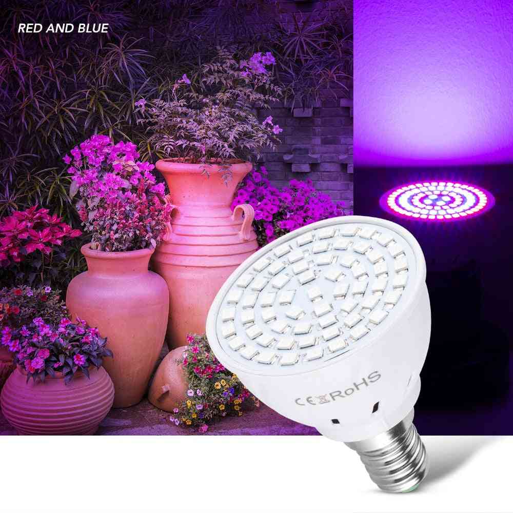 Lampe de culture à 80 LED 220 V, lampe de croissance à LED à spectre complet, système hydroponique E27 pour plantes d'éclairage intérieur