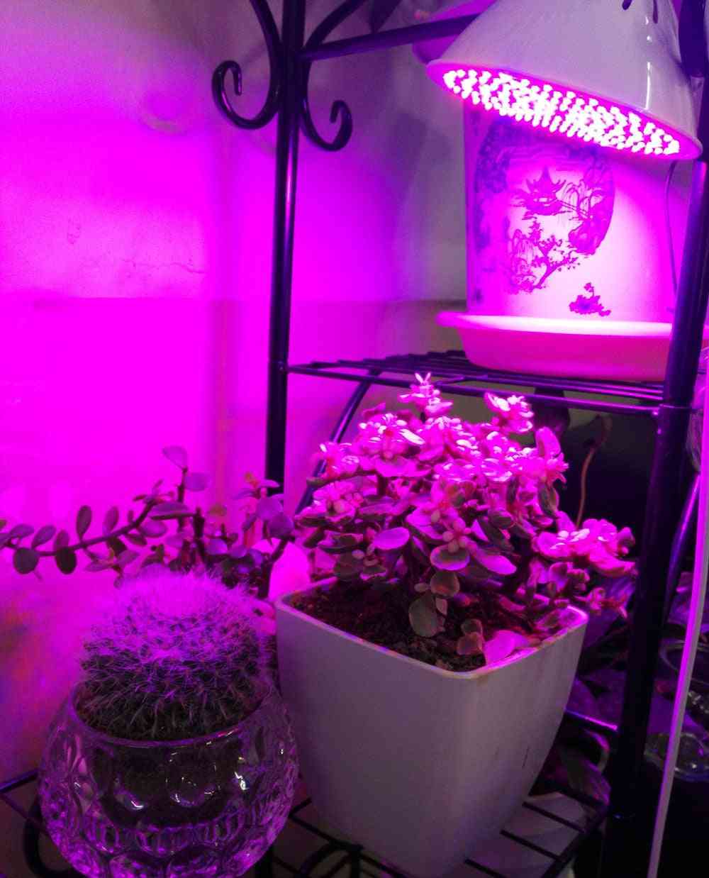 Celé spektrum, žiarovky pestované rastlinami