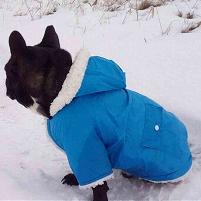 Varm vinter, tøj til små hunde