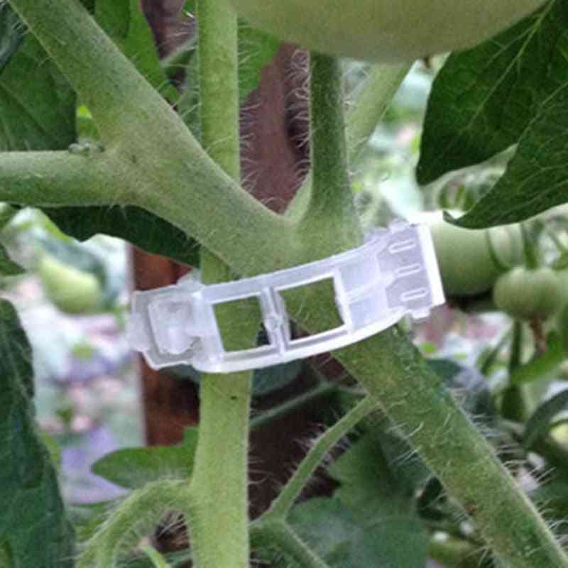 50 pezzi trasparenti durevoli, clip di supporto per peperoni di piante da giardino