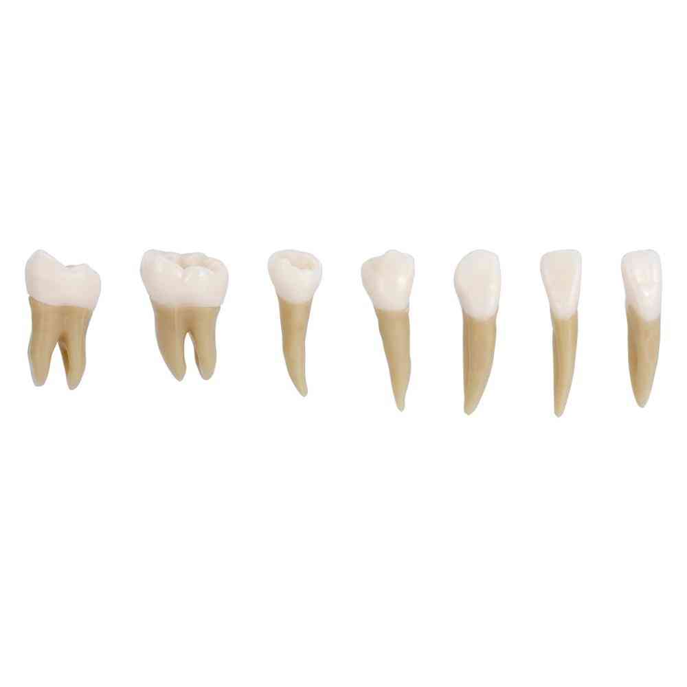 Permanent Teeth Demonstration- Teach Study Dental Implant, Teaching Model