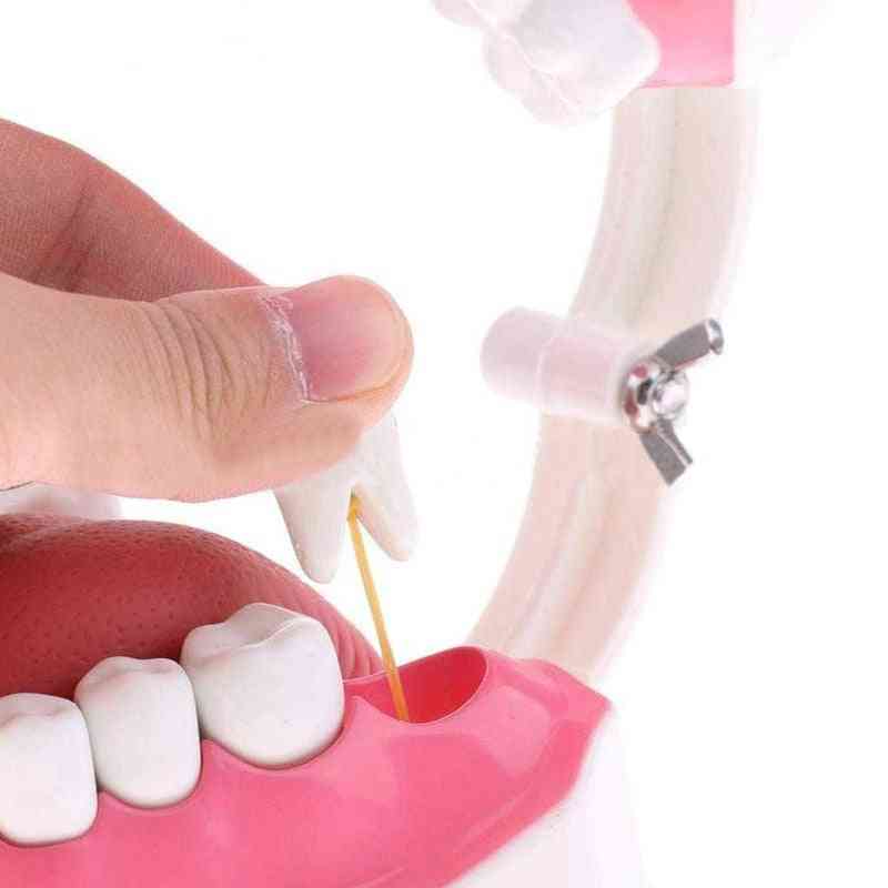 Hammasmalli ja hammasharja korkealaatuisella opetusmallilla (valkoinen)