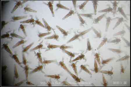 Food Fish Flakes For Sea Monkeys, Troops Fairy, Brine Shrimp, Crayfish Prawns For (red Wine Color 60x40mm)