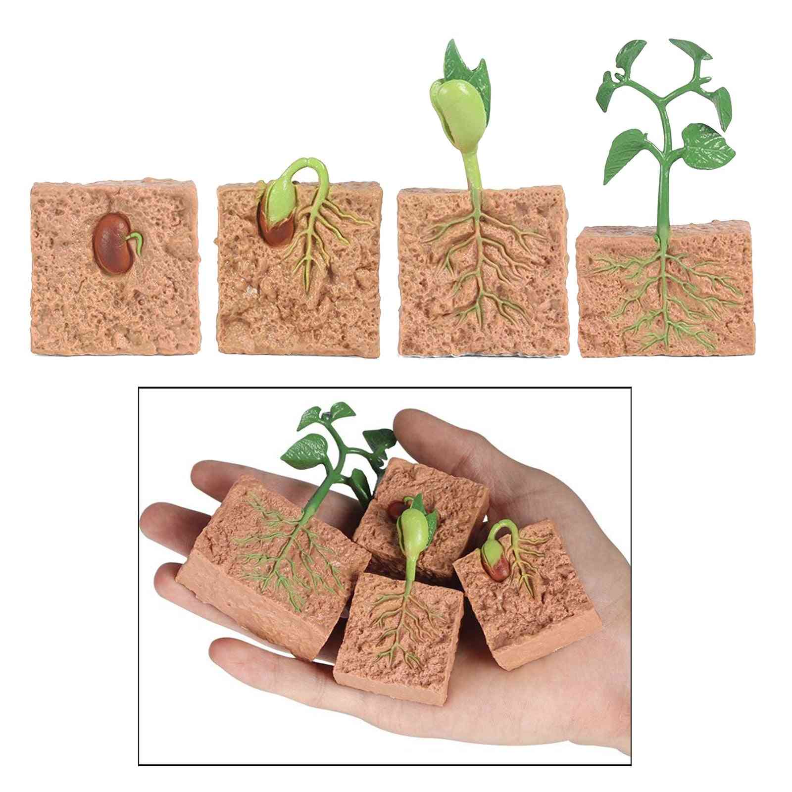 Semillas de plantas, ciclo de vida de crecimiento, juego cognitivo, niños para material didáctico