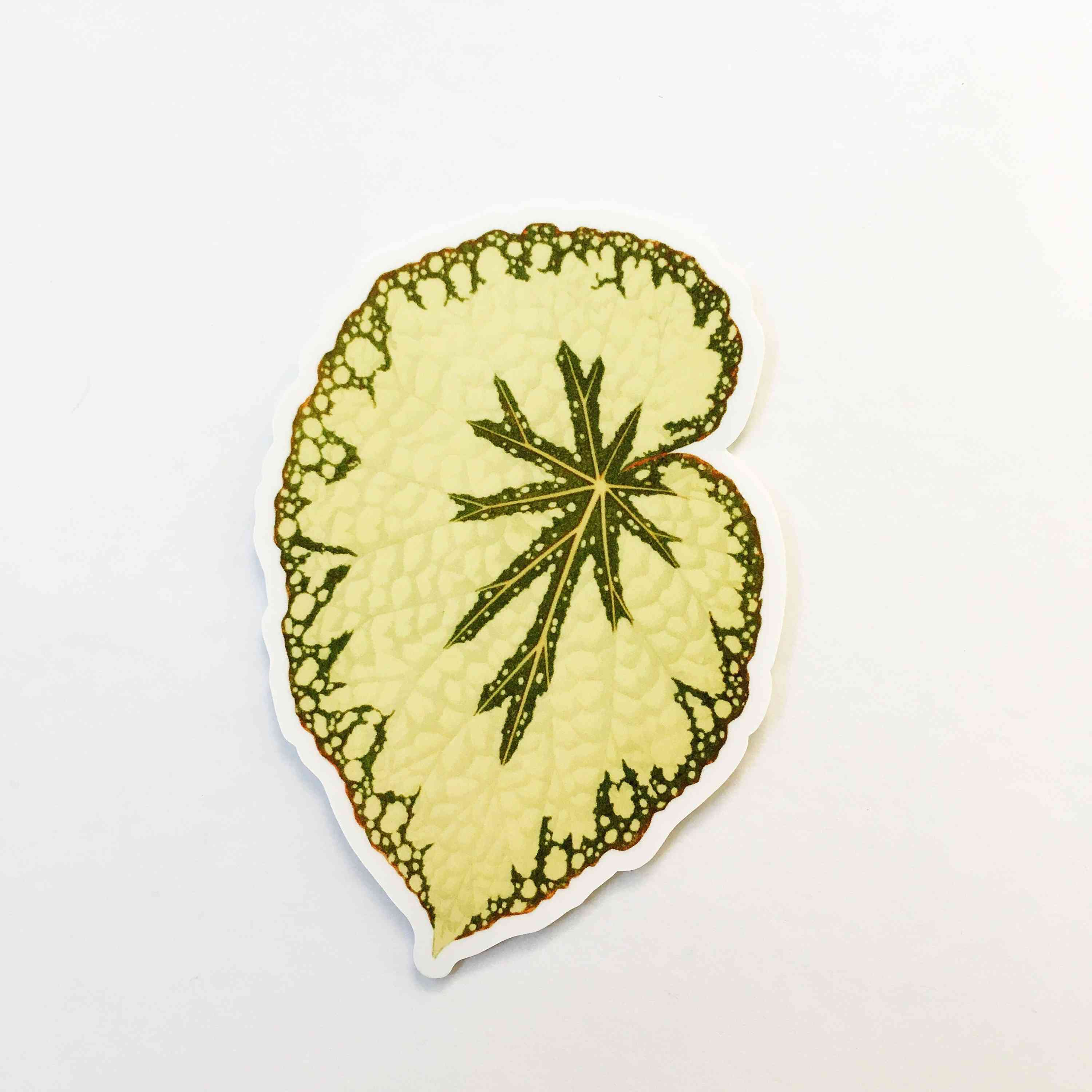 Begonia Leaf Vinyl Sticker