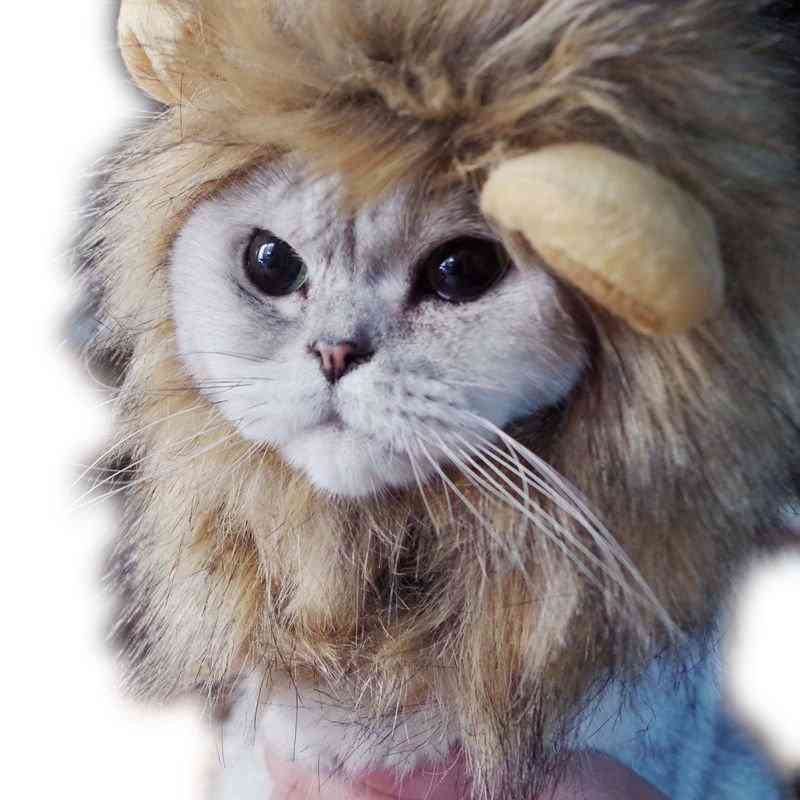 Lejonhatt för katter