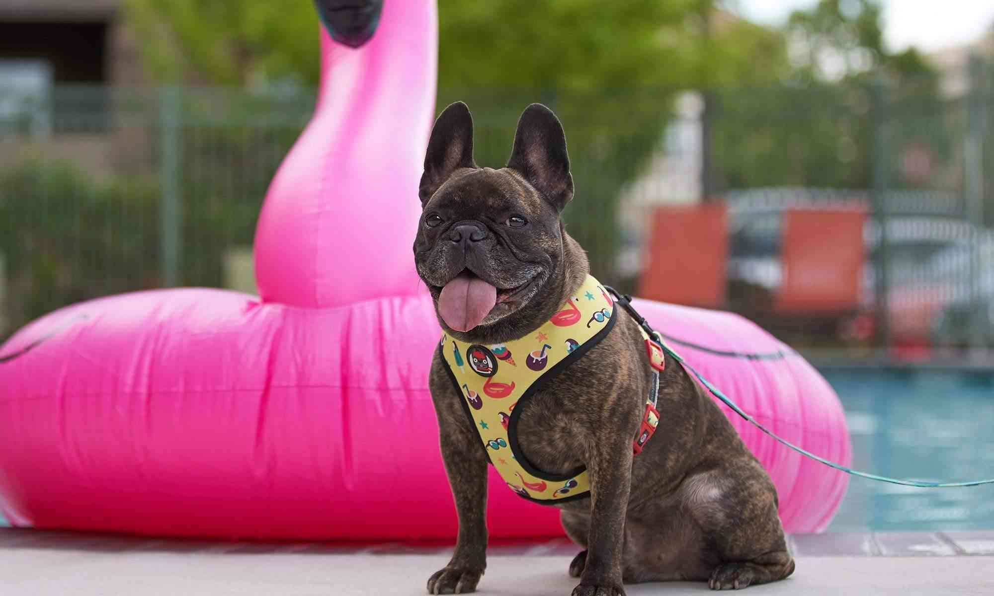 Oui Frenchie Reversible Harness - Pool Party