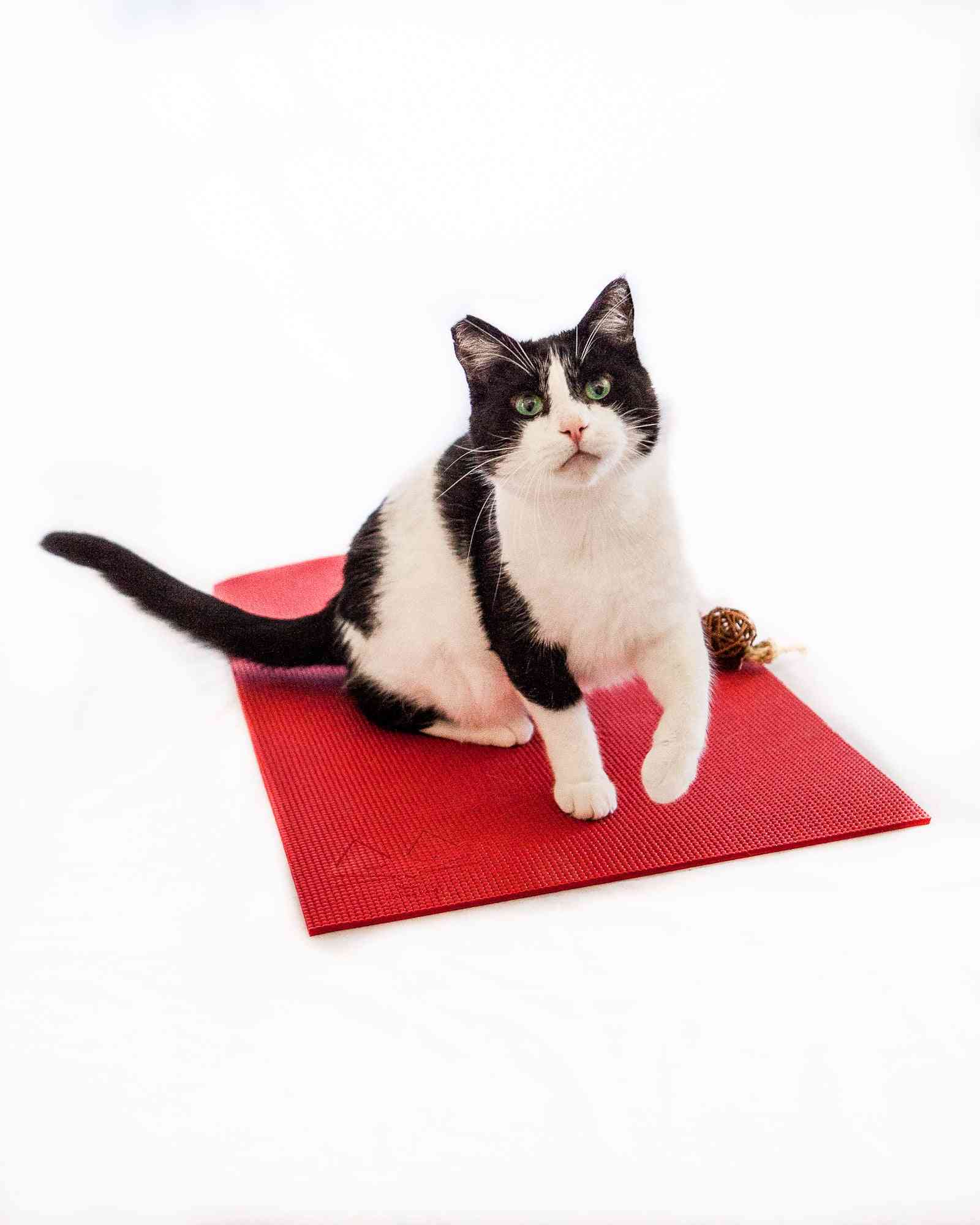 Feline Yogi Cat Mat -red