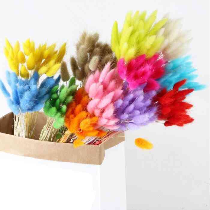 Natural Dried Flowers Rabbit Tail Grass Bunch Colorful Ovatus Real Flower Bouquet