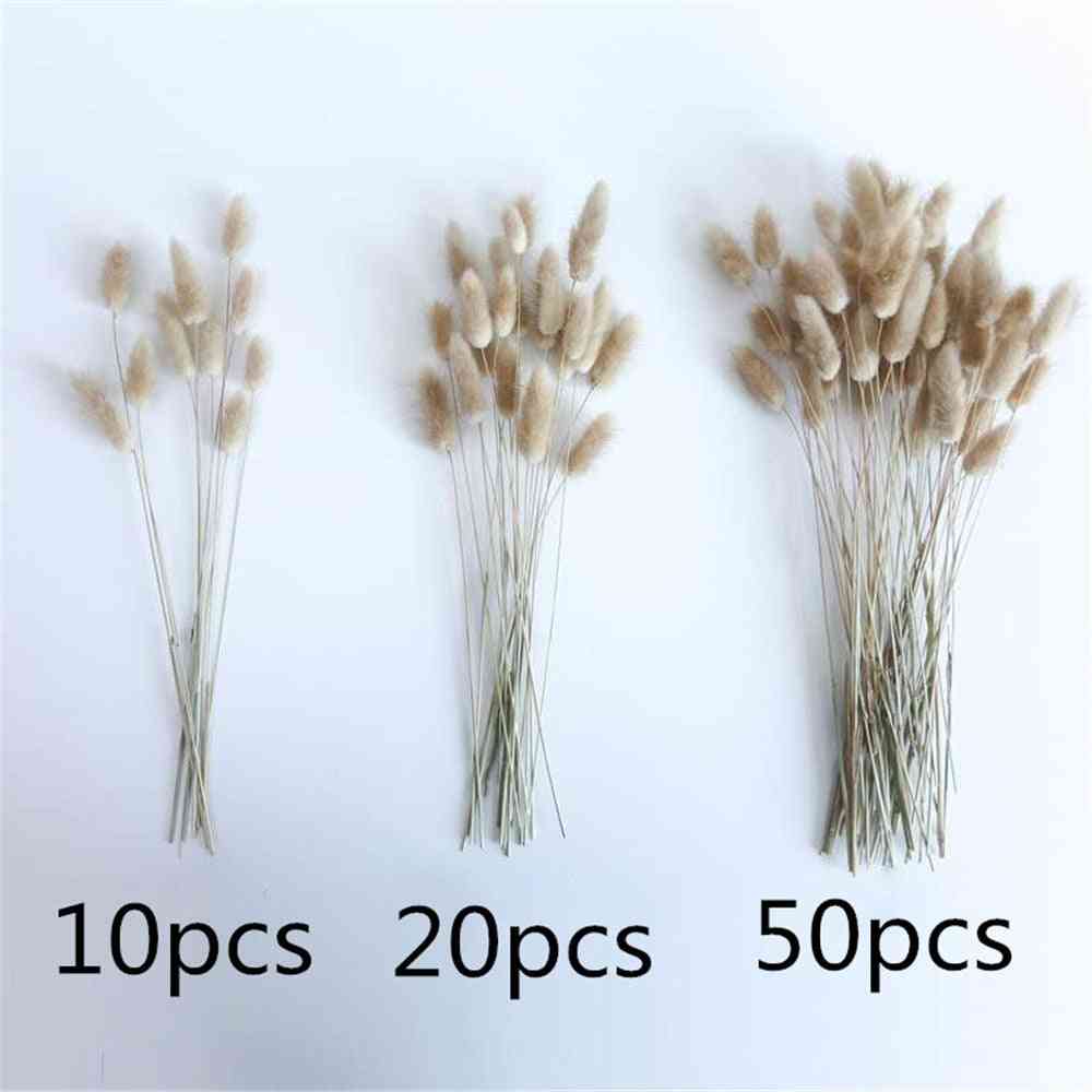 Natural Dried Flowers Raw Color Rabbit Tails Grass Bunch Real Bouquet For Home Wedding Decoration