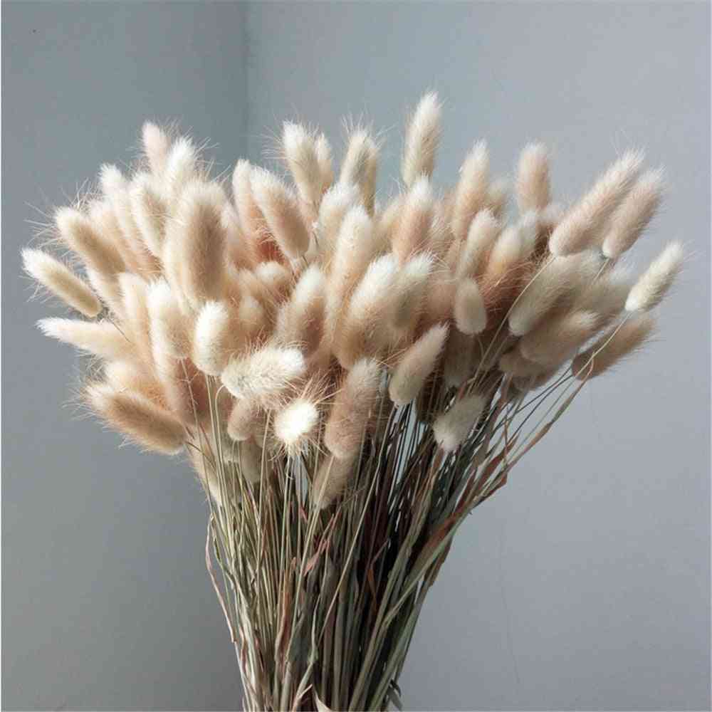 Natural Dried Flowers Raw Color Rabbit Tails Grass Bunch Real Bouquet For Home Wedding Decoration