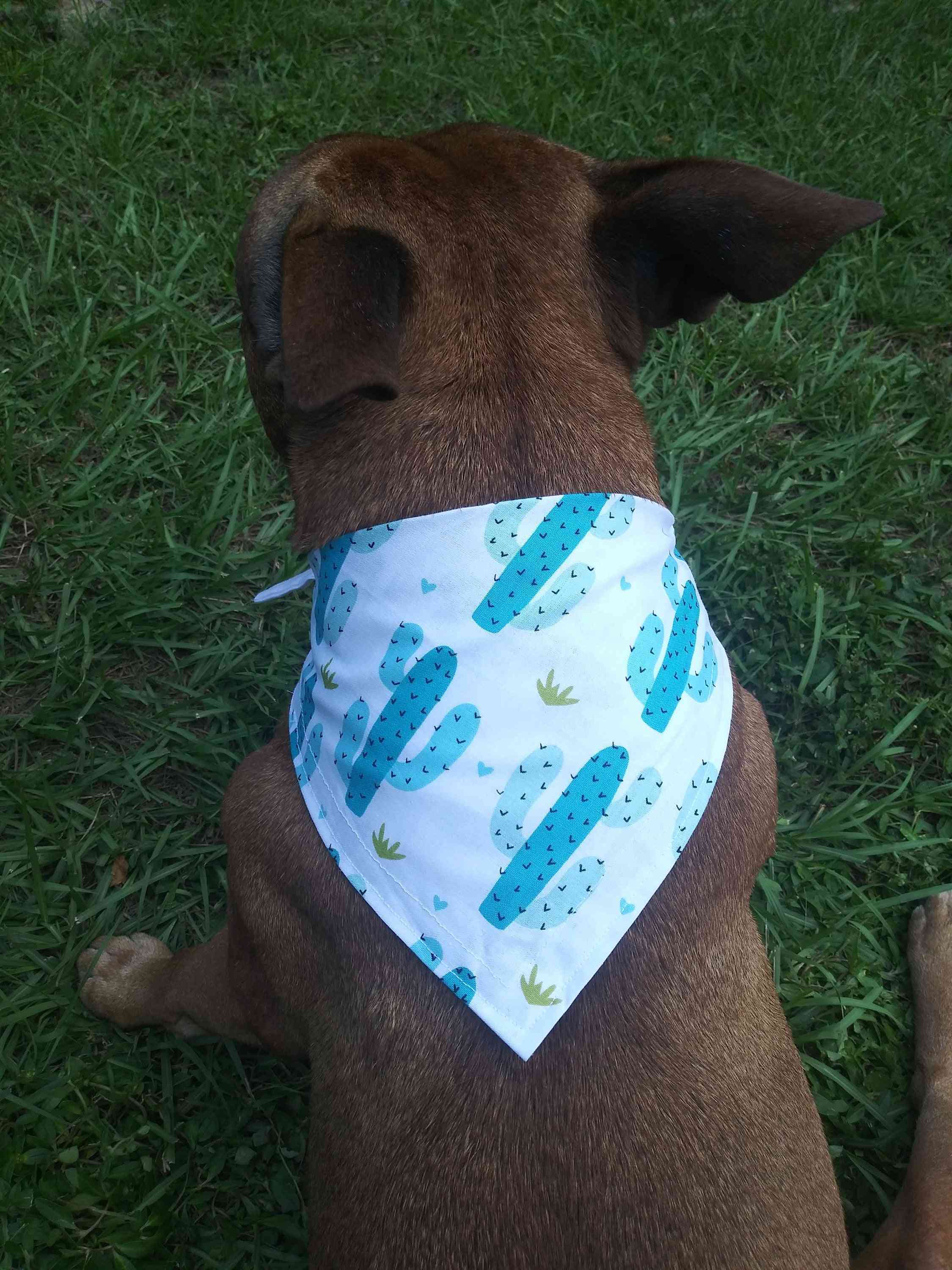 Kaktus painettu koiran bandanna