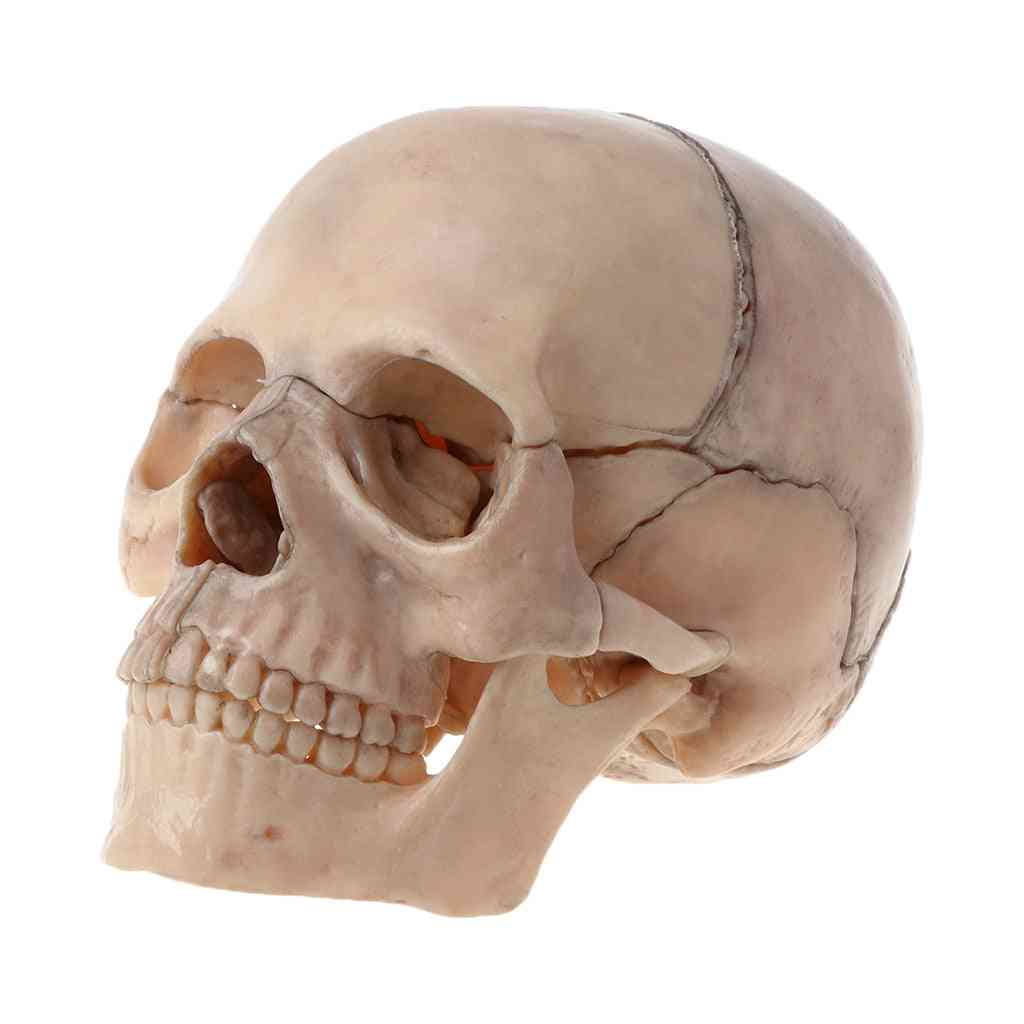 4d Disassembled- Color Skull, Anatomical Model, Detachable Medical Teaching Tool