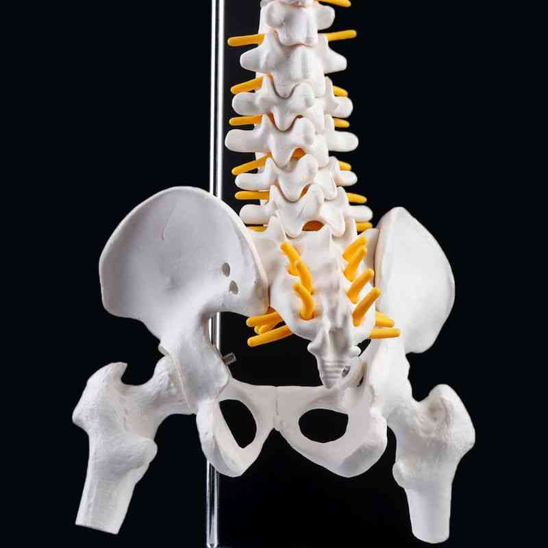 Flexibel mänsklig ryggrad - ryggkotan i ländryggen, medicinskt läromedel