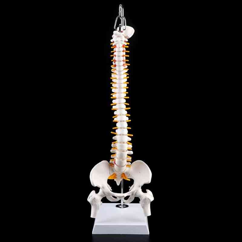 Flexibel mänsklig ryggrad - ryggkotan i ländryggen, medicinskt läromedel