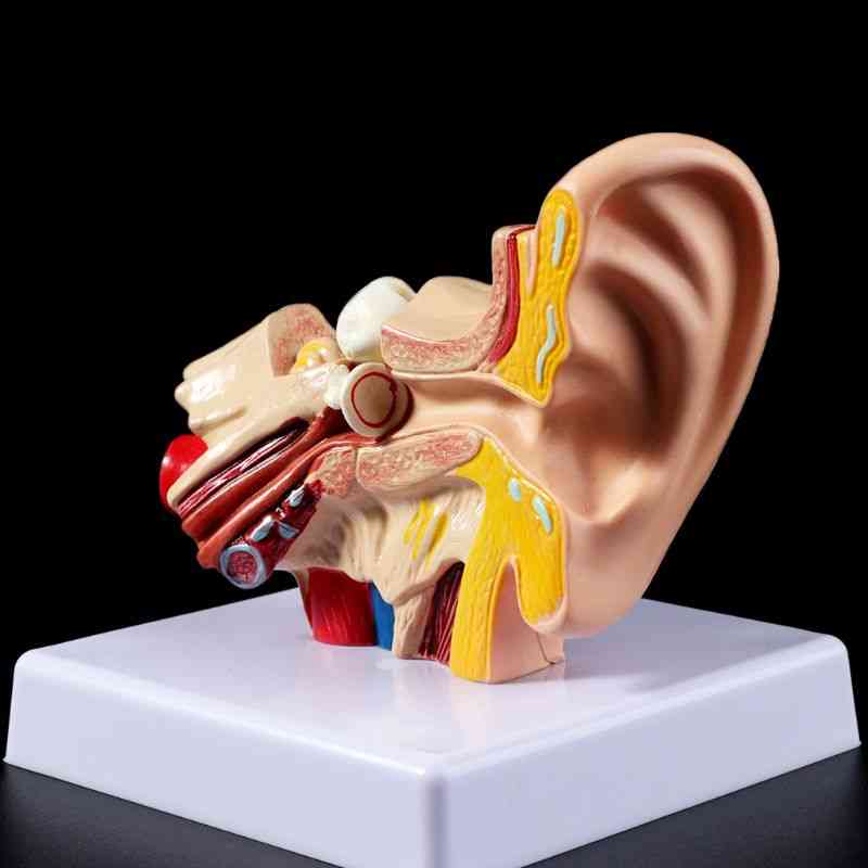 Orvosi kellékek modell 1,5 -szer életnagyságú emberi fül anatómia tanítása