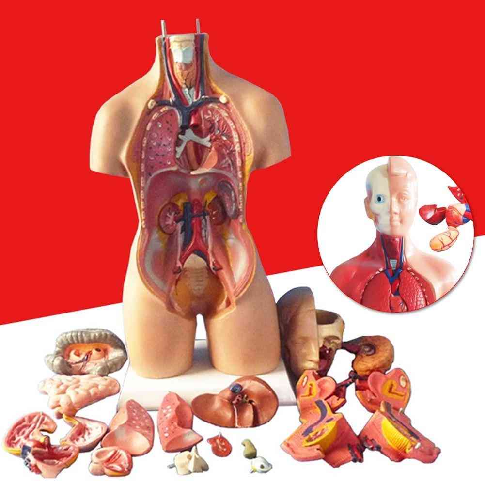 4d model anatomické montáže lidských orgánů pro výuku vzdělávání