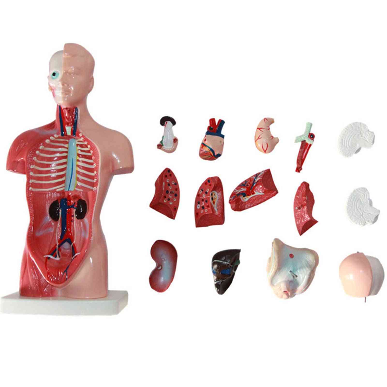 4d model anatomické montáže lidských orgánů pro výuku vzdělávání