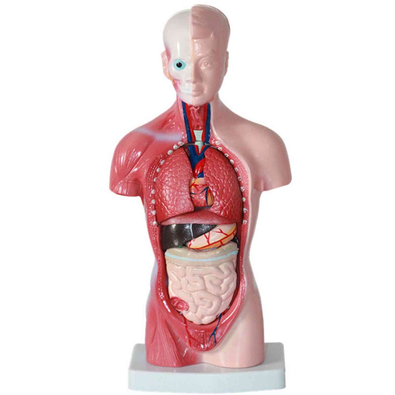 4d model anatomske montaže človeških organov za poučevanje izobraževanja