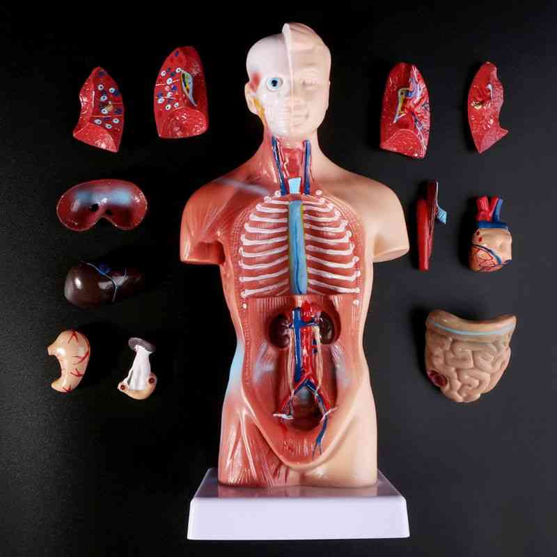 Human Torso Body Anatomy Medical Internal Organs Props Model