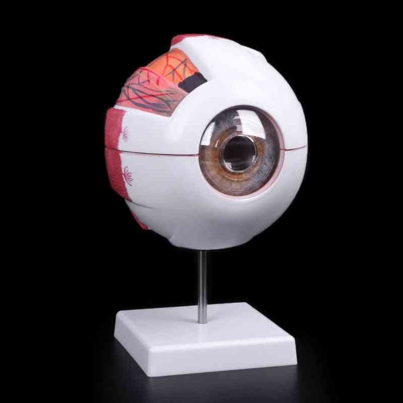 Modello di bulbo oculare modello anatomico di bulbo oculare strumento didattico di aiuto all'apprendimento medico