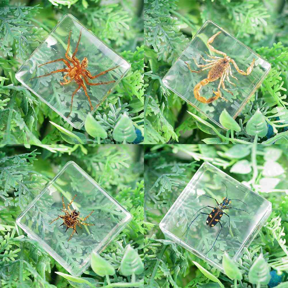 Modèle de spécimen d'insecte araignées coléoptères scorpion éducation précoce pour