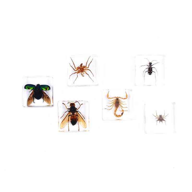 Modèle de spécimen d'insecte araignées coléoptères scorpion éducation précoce pour