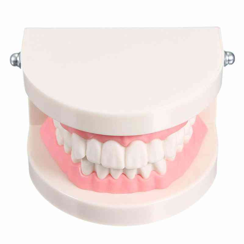 Pro fogászati tanulmány, amely fehér fogak modelljét tanítja