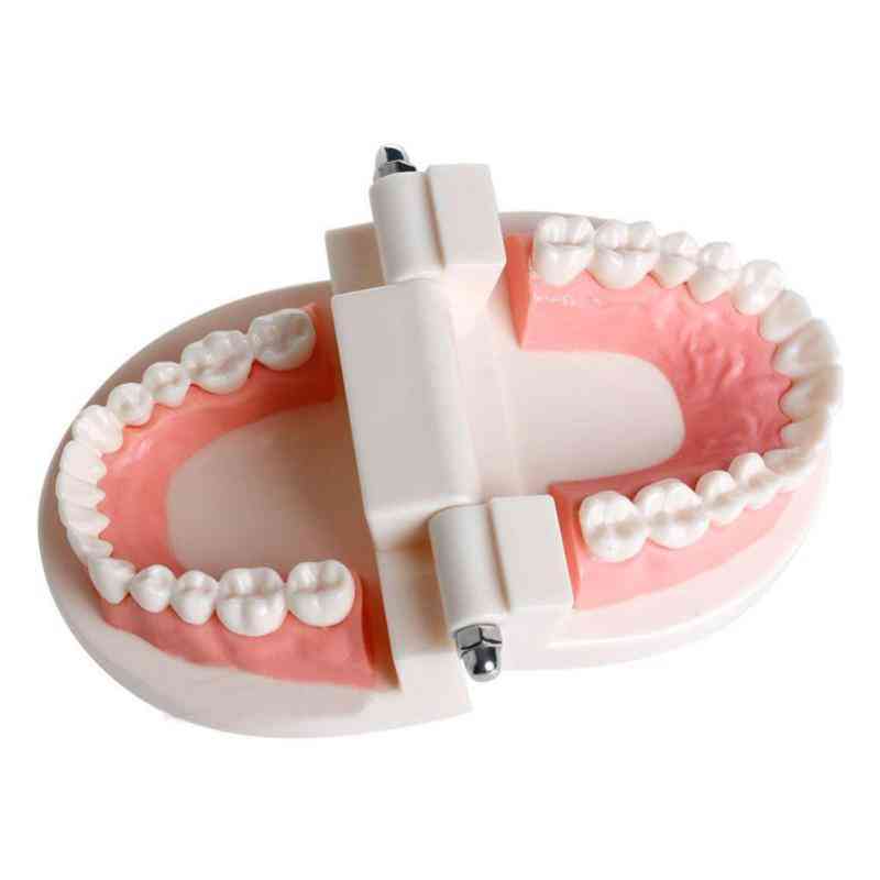 étude dentaire pro enseignement modèle de dents blanches