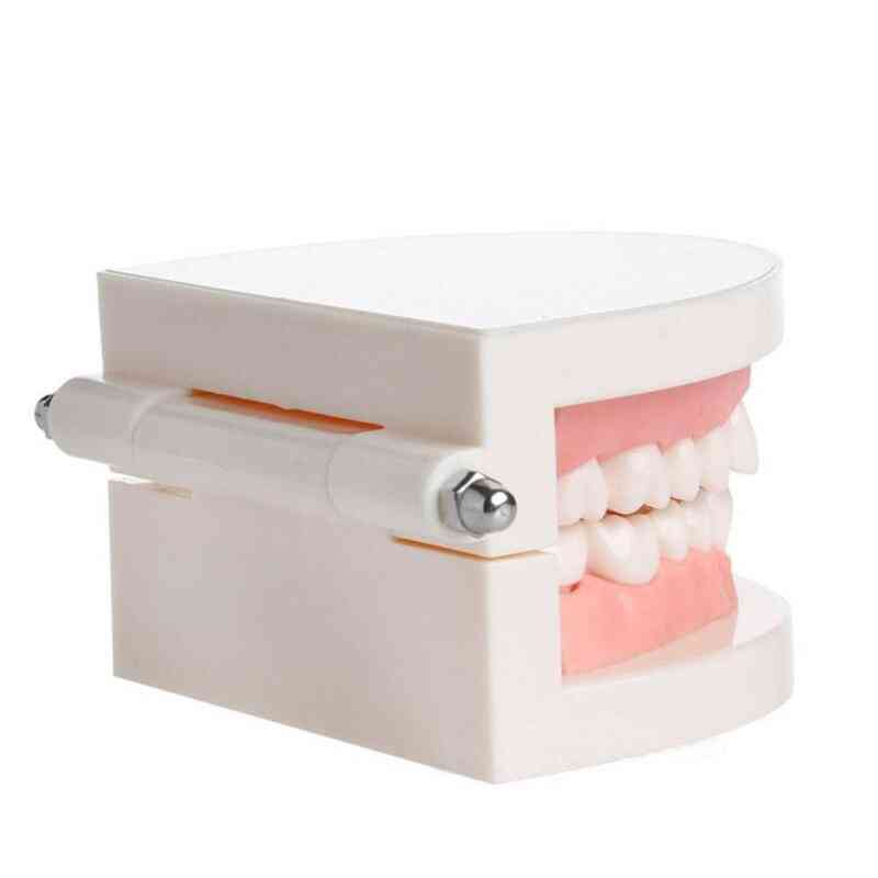 Pro fogászati tanulmány, amely fehér fogak modelljét tanítja