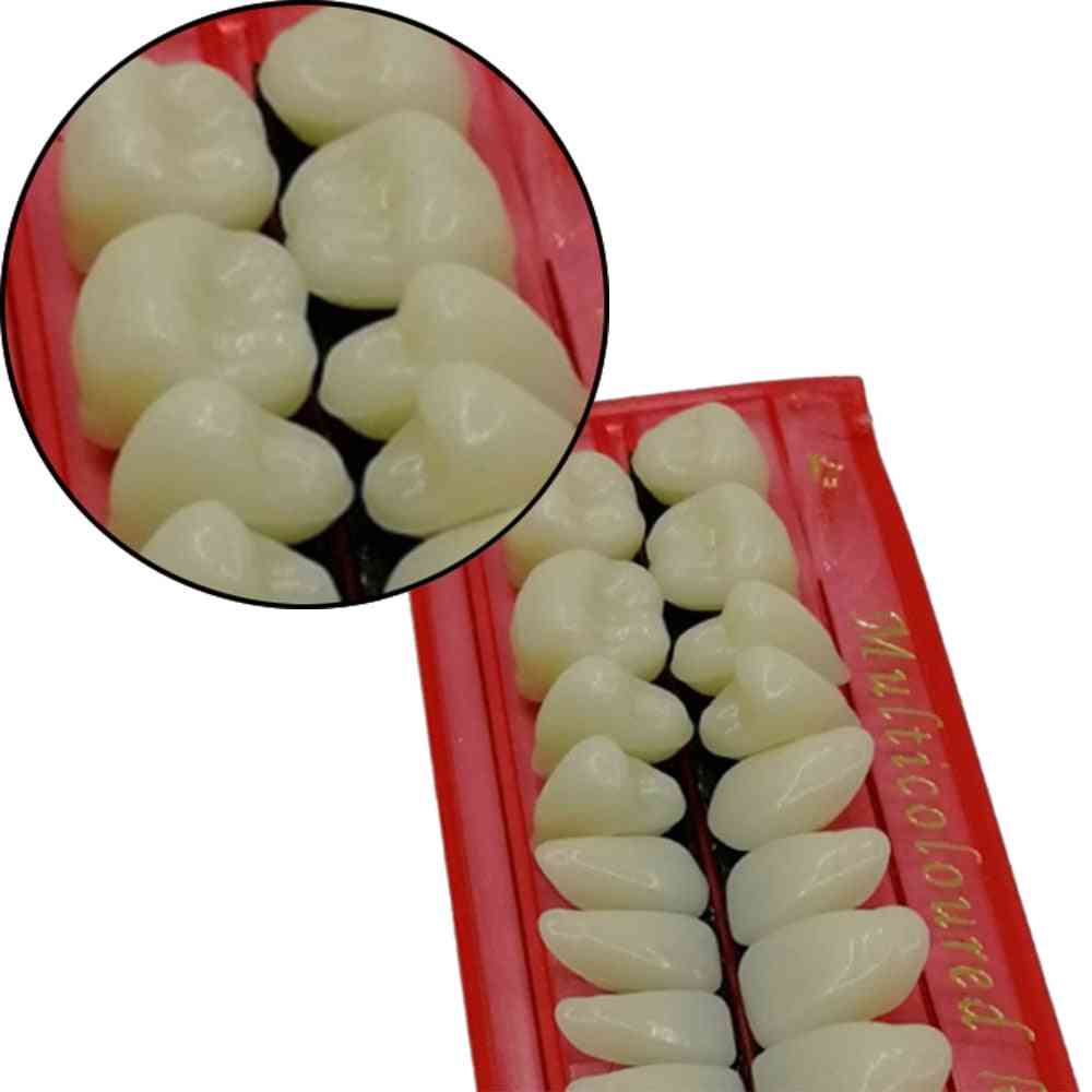 Pro Dental Material Plastic Teeth Teaching Model