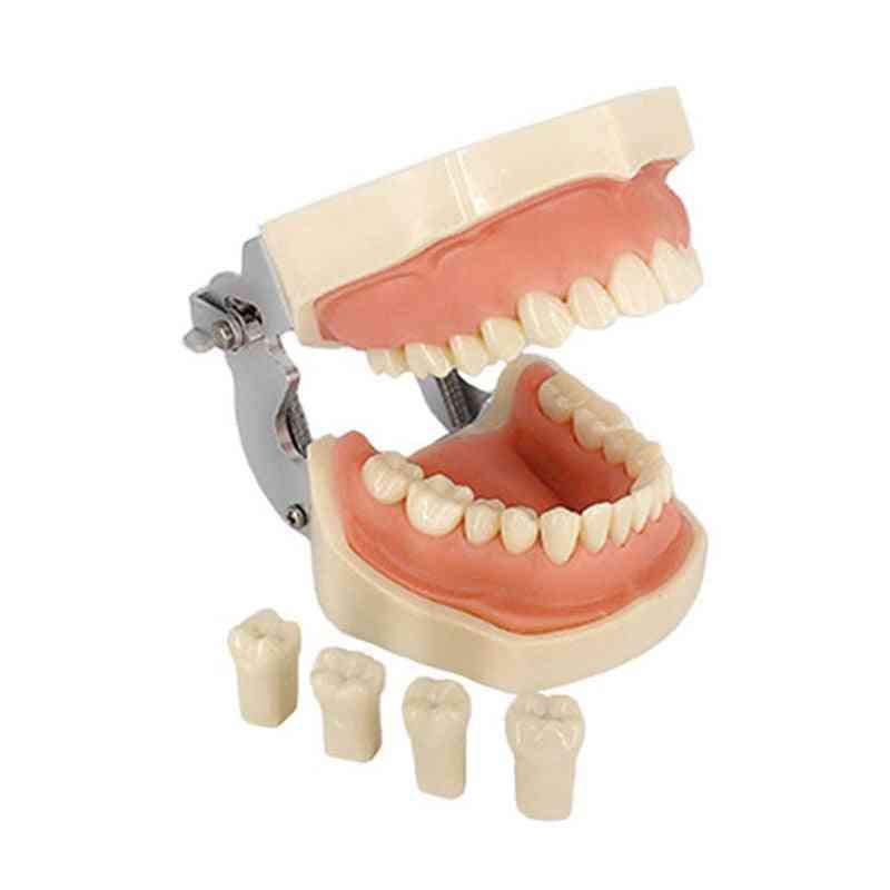 Hammaslääkäri kommunikoida potilaiden vakiomallisten hammasmallien kanssa